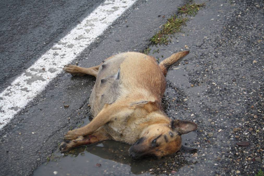 Above – Pregnant Dog Killed By A Romanian Mob – Taken to Vet By AW ...