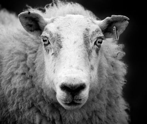 sheep123