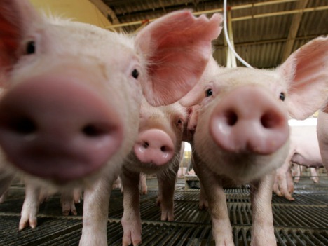 Pigs are seen at a farm in Lucas do Rio Verde, Mato Grosso state in western Brazil, February 28, 2008. Industrial companies are being attracted to the western of Brazil by the abundant supply of grains and oilseeds and will be complementary on their activities in the region.  REUTERS/Paulo Whitaker (BRAZIL)