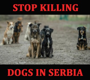 stop killing dogs in serbia