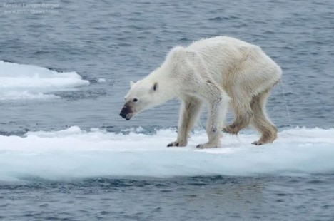 polar bear  thin