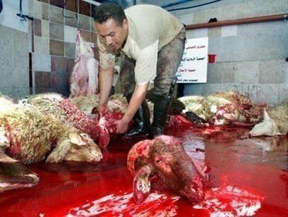sheep slaughter