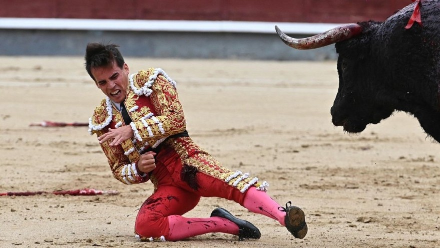 The horns hit the artery in the left thigh: In Madrid, a bull seriously inj...